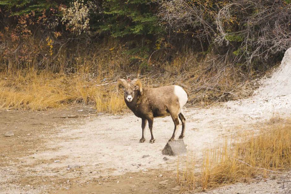 big horn sheep jasper