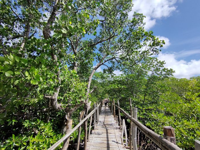 Elevated Bamboo Pathway to Lamanoc Boat dock station