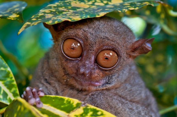 Tarsier in Bohol