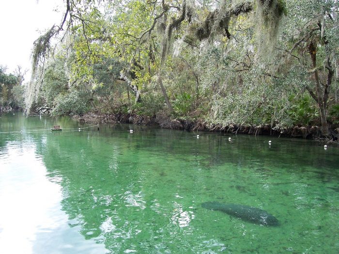 Manatee in Blue Spring photo via Wikipedia CC