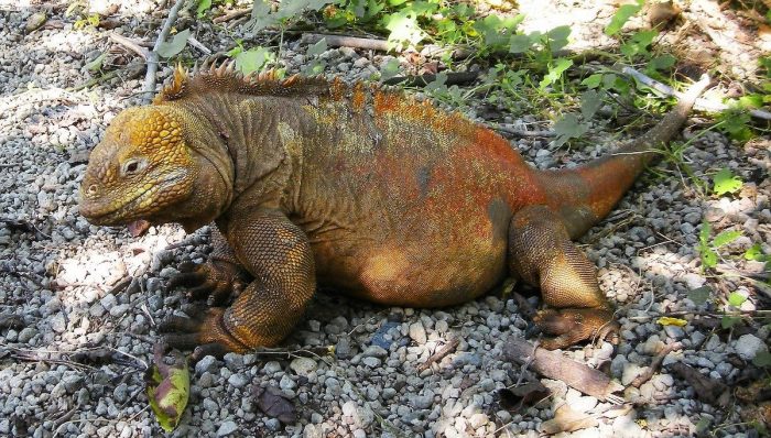 Iguana in Galapagos Islands