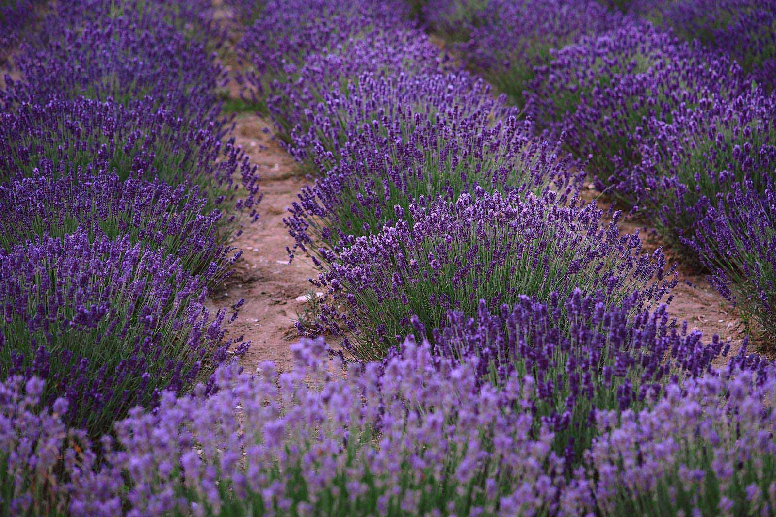 lavender farm