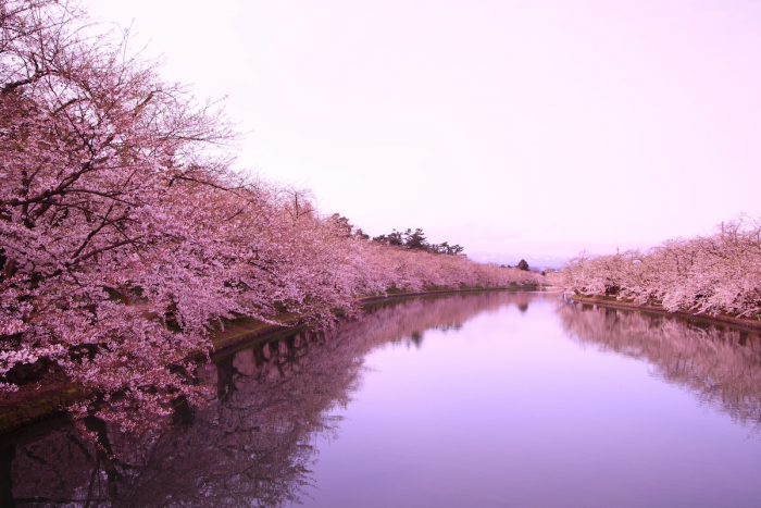 Moat and Cherry Blossoms in Hirosaki photo via Depositphotos