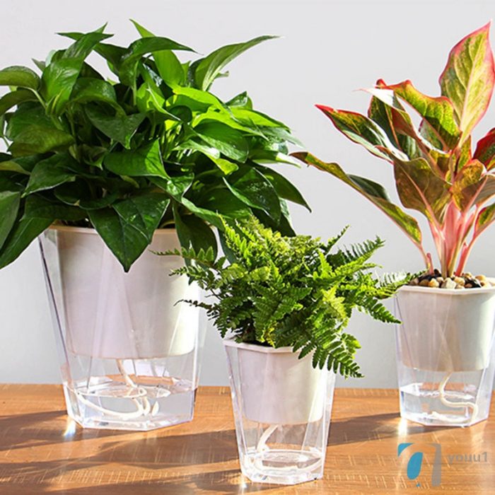 Self Watering Transparent Flower Pot