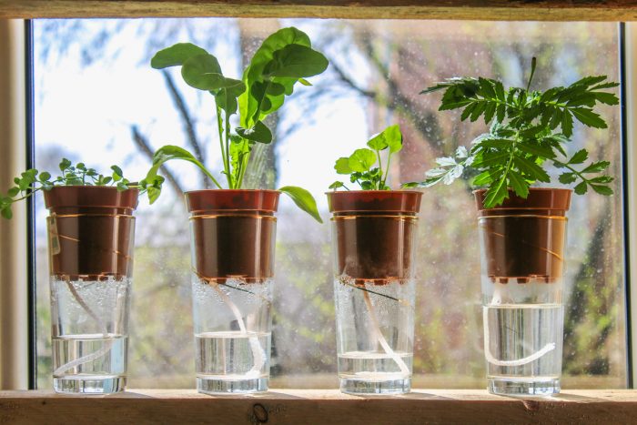 Self Watering Pots photo via Depositphotos