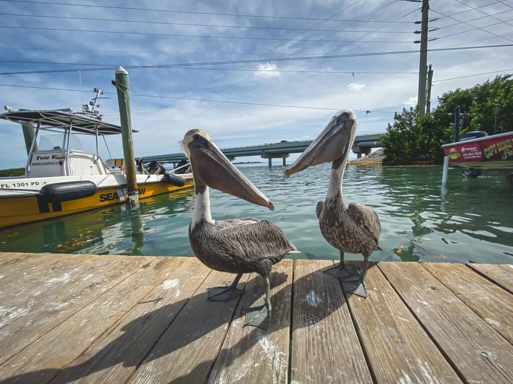 Things to do in Islamorada - The Best of the Florida Keys