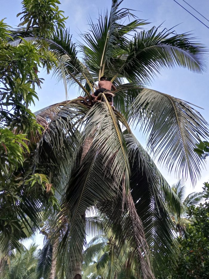 Romblon Coconut farmers