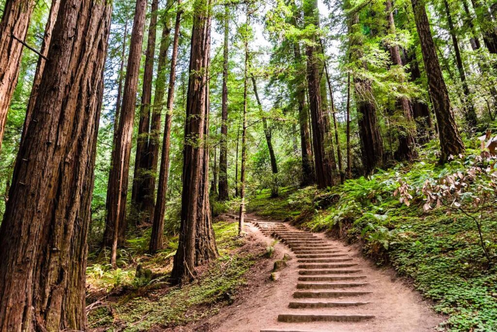 15 Best Hikes in California You have to Do