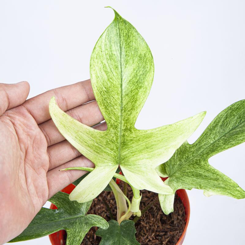 Philodendron Florida Ghost photo via AroidMarket.com