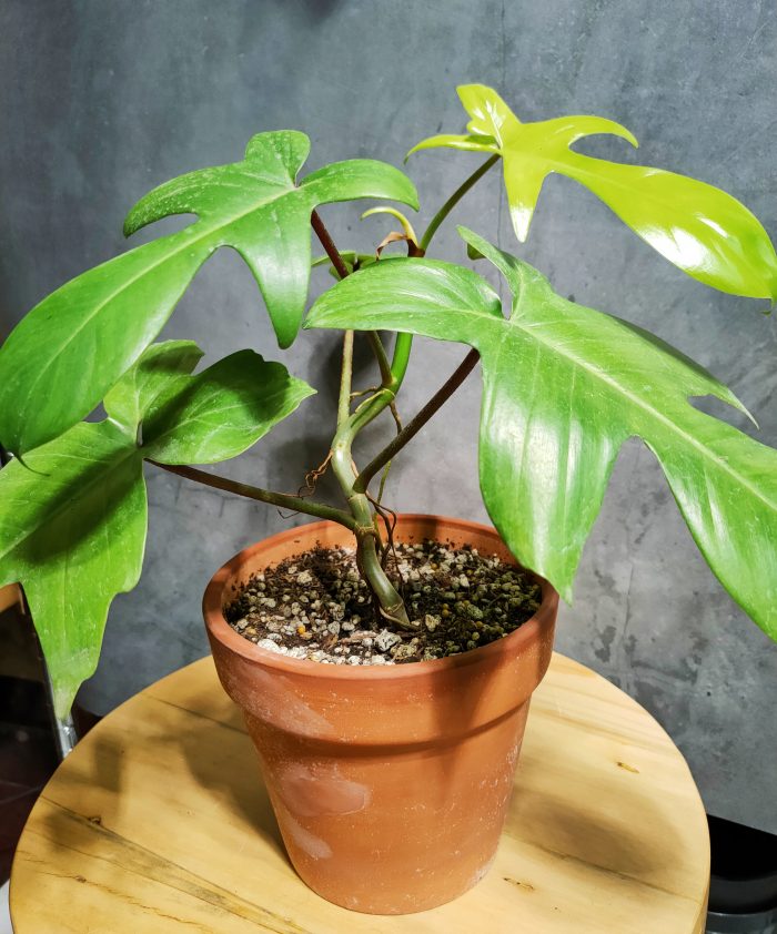 Philodendron Florida Ghost Mint