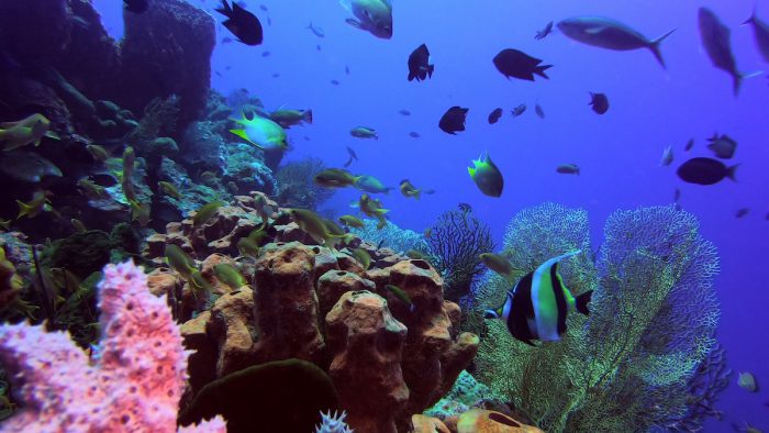 Sarangani Bay dive site by Bretch Garcinez