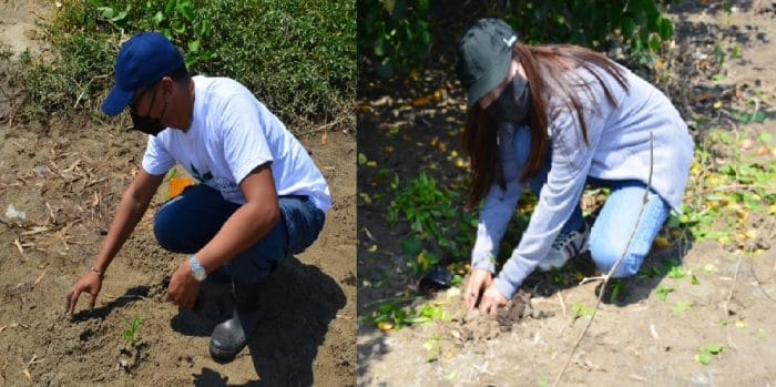 Some of the volunteers from the Laiya’s local community and volunteers from Landco team are shown participating in the mangrove tree planting in an estuary in Laiya, San Juan, Batangas.