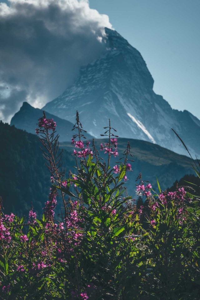 Hohbalmen Alpine Meadows Zermatt Switzerland