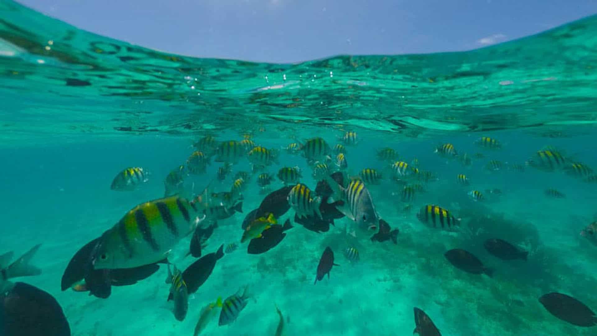 things to do in koh samui snorkeling