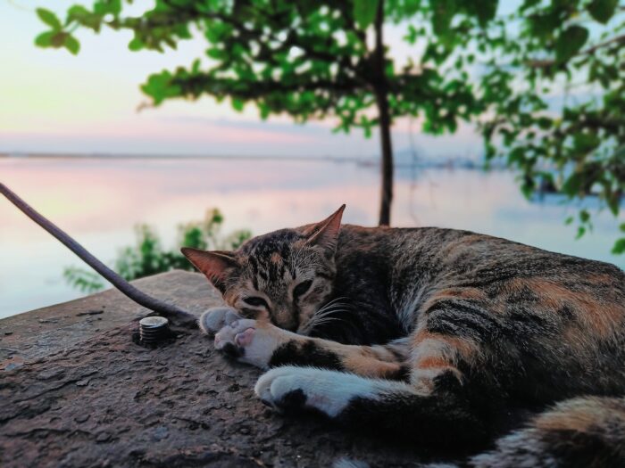 Sleeping Cat at Harbour Square Manila