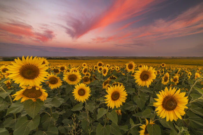 North Dakota's Sunflower Bloom