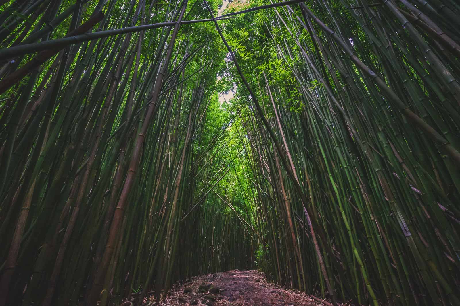 road to hana stops bamboo foreset