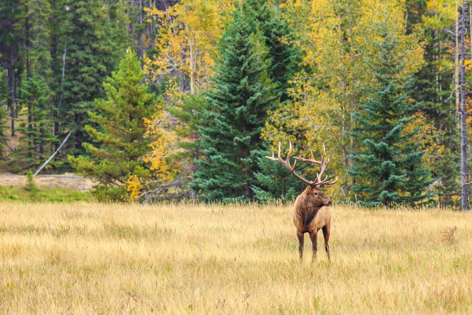 Wildlife on Banff hiking Trails