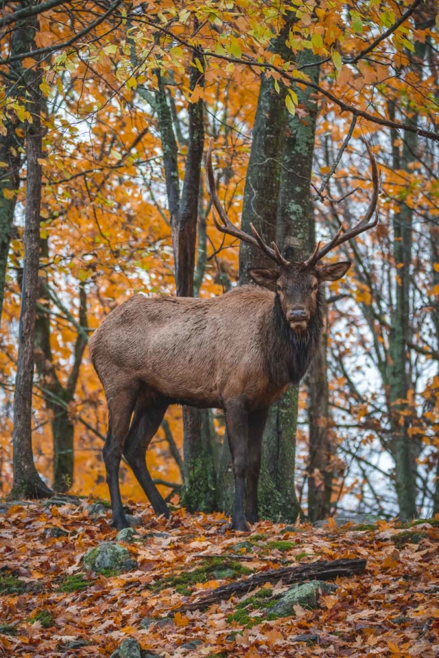 Things to do in Banff National Park Wildlife