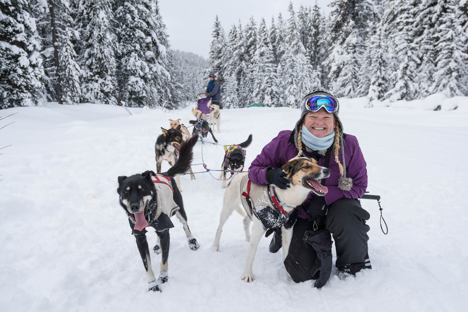 Fun Things to do in Jasper Dogsledding