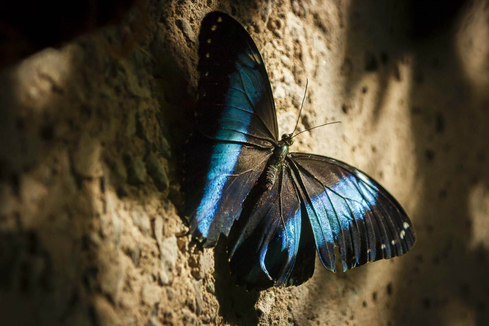 niagara falls things to do butterfly conservatory