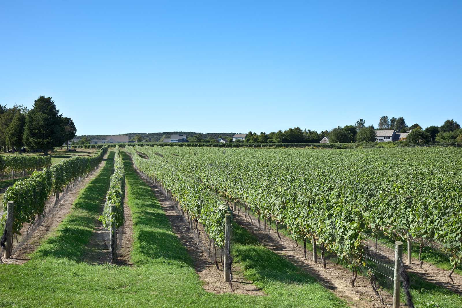 Wine Tasting in North Fork Day Trip NYC