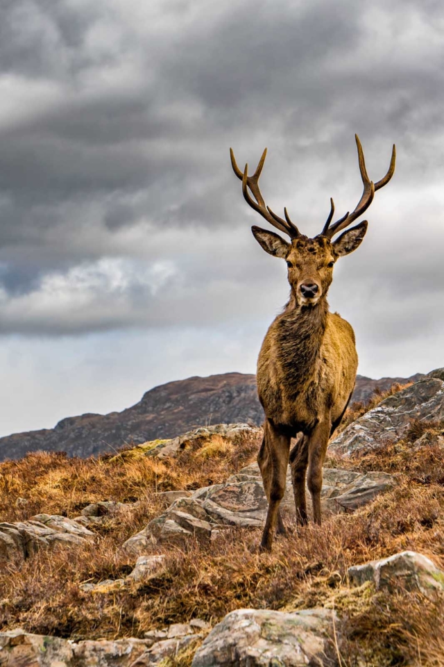 north coast 500 stag