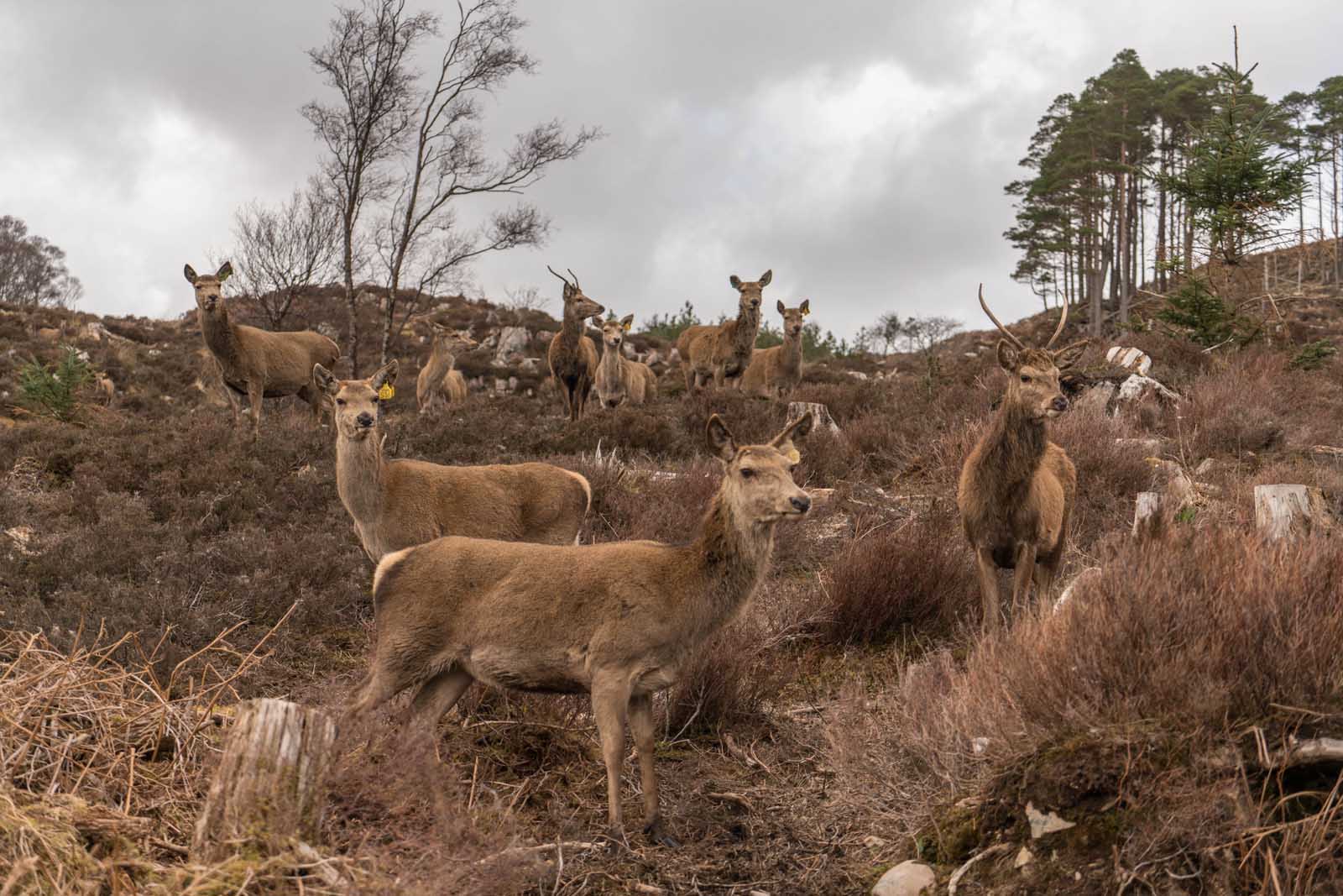 north coast 500 road trip reraig forest