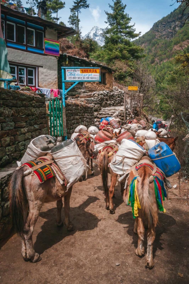 EBC trek donkey trains