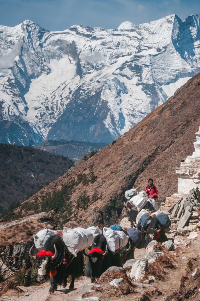 Everest Bae Camp Trek Day 5 Wooly Yaks