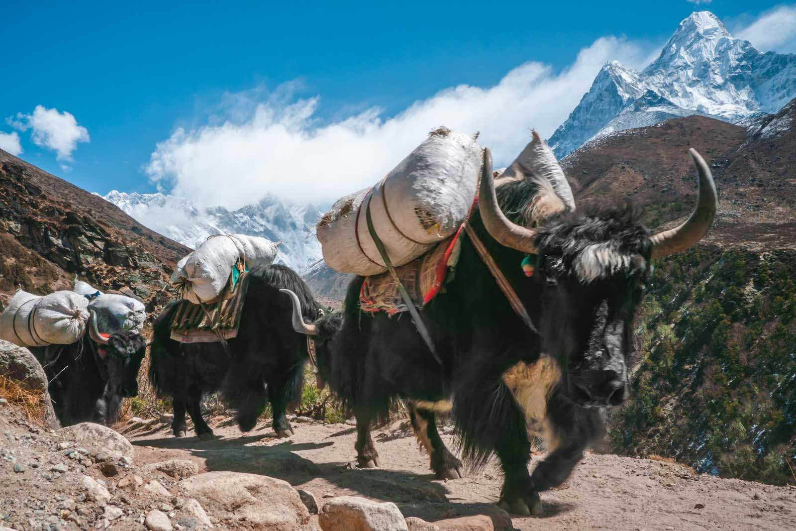 everest base camp trek yak trains