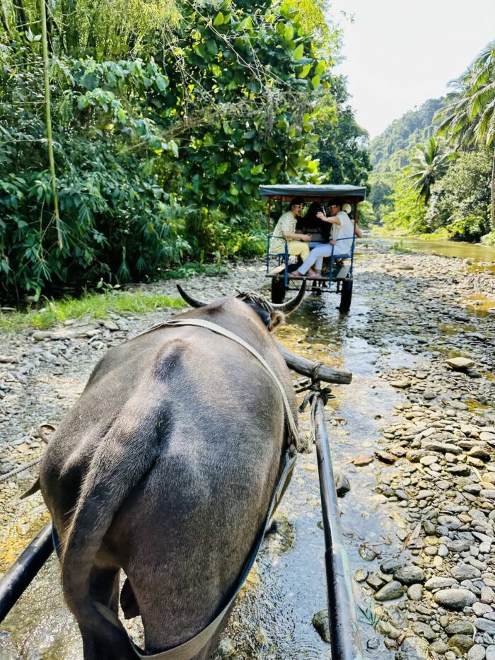 Carabao Cart Ride to Tukuran Falls