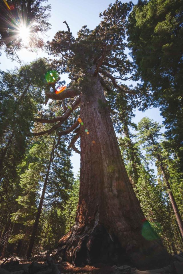 beautiful national parks in photos sequoia national park