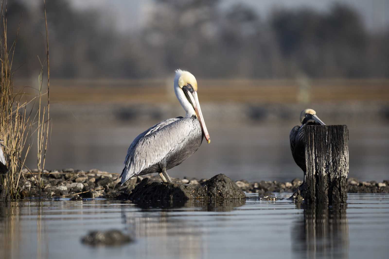 Best things to do in Lake Charles LA Creole Nature Trail