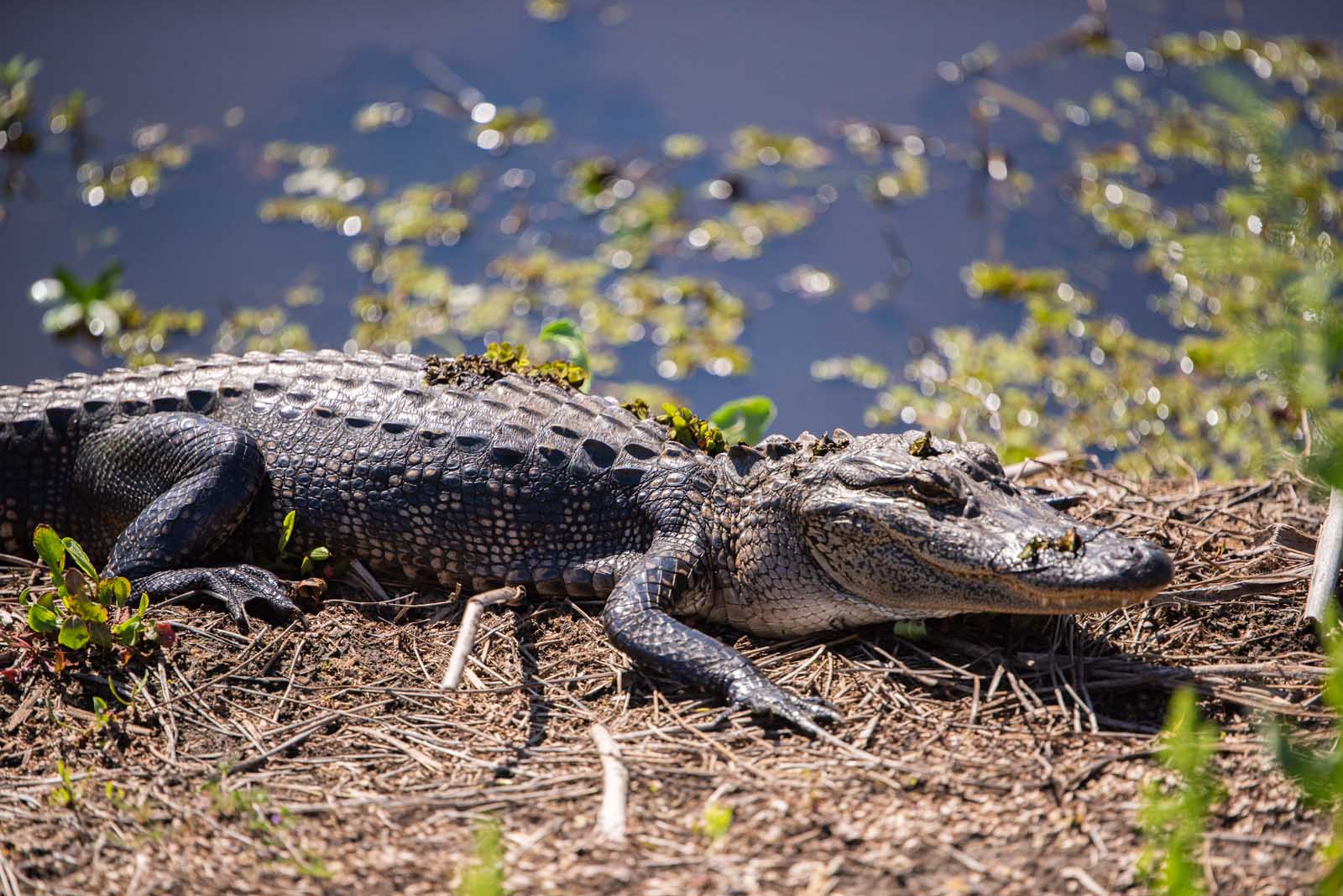 Best things to do in Lake Charles LA Creole Nature Trail Adventure Point