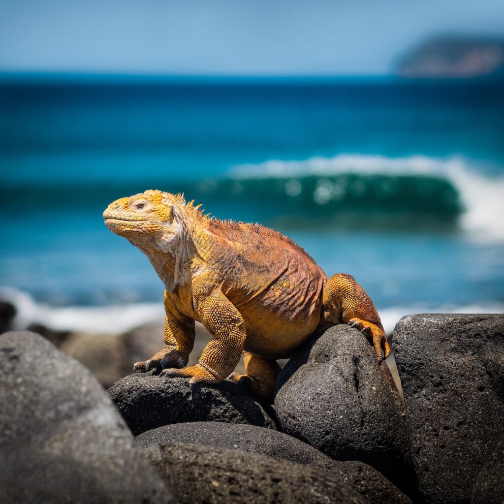 Galapagos for First-timers: Tips for a Safe & Enjoyable Trip