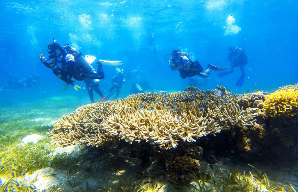 Luxe resort rescues giant clams in Panglao