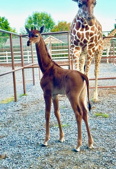 Rare spotless giraffe born in US zoo photo via Bright Zoo Fb page