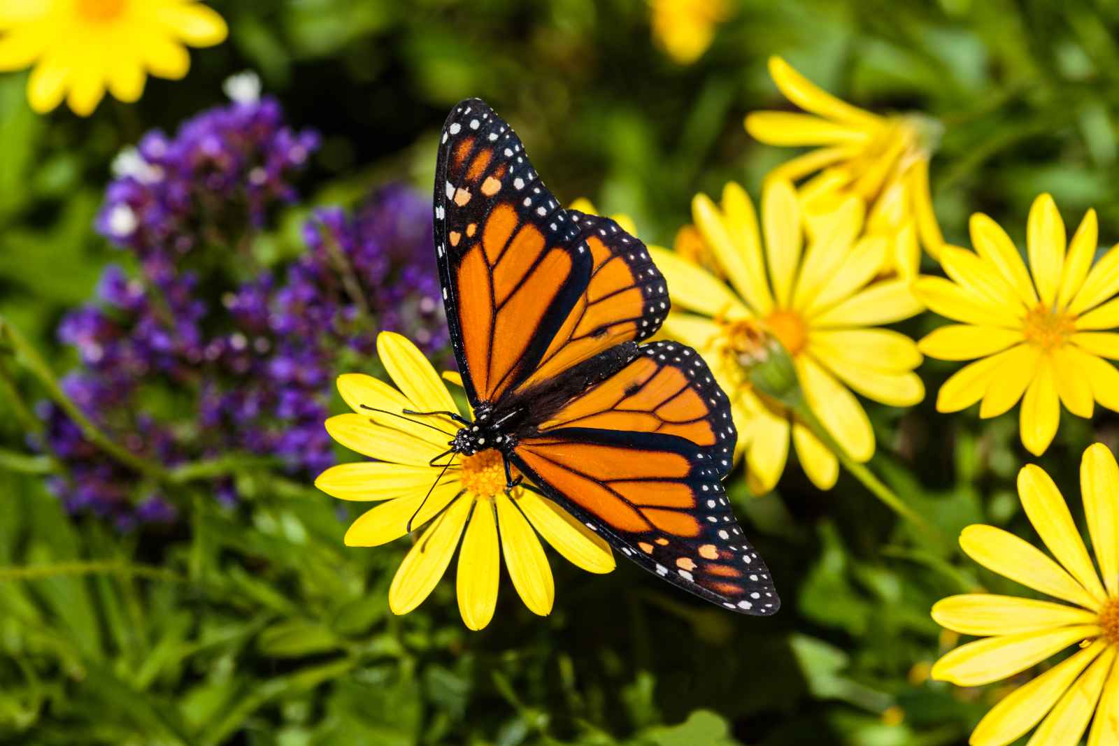 Best things to do in Phoenix Butterfly Wonderland