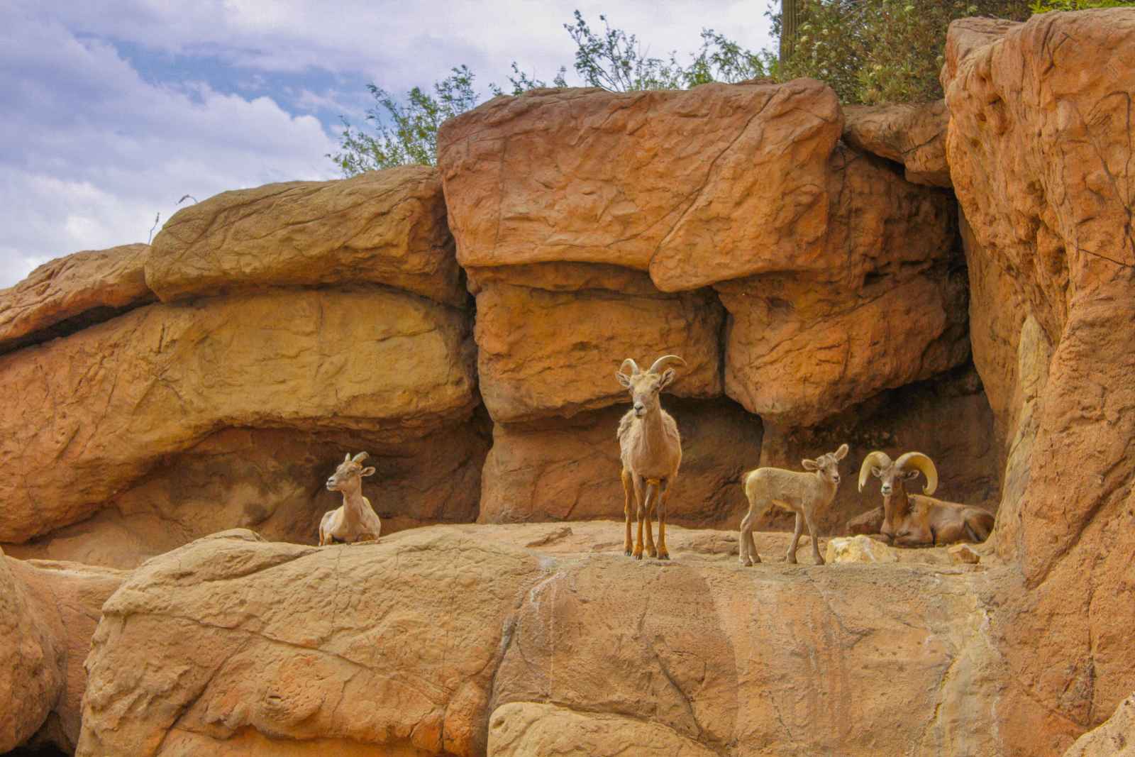 Best things to do in Phoenix Arizona Sonoran Desert Museum