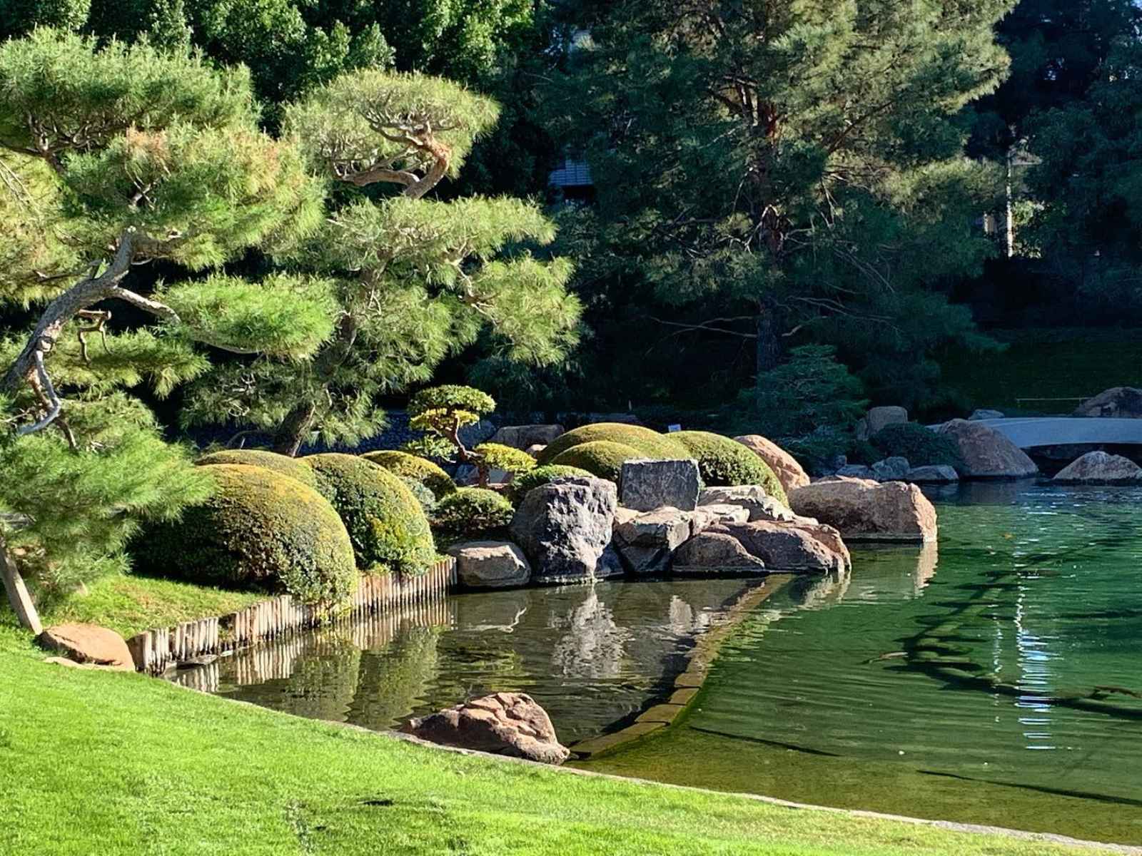 Best things to do in Phoenix Japanese Friendship Garden pond