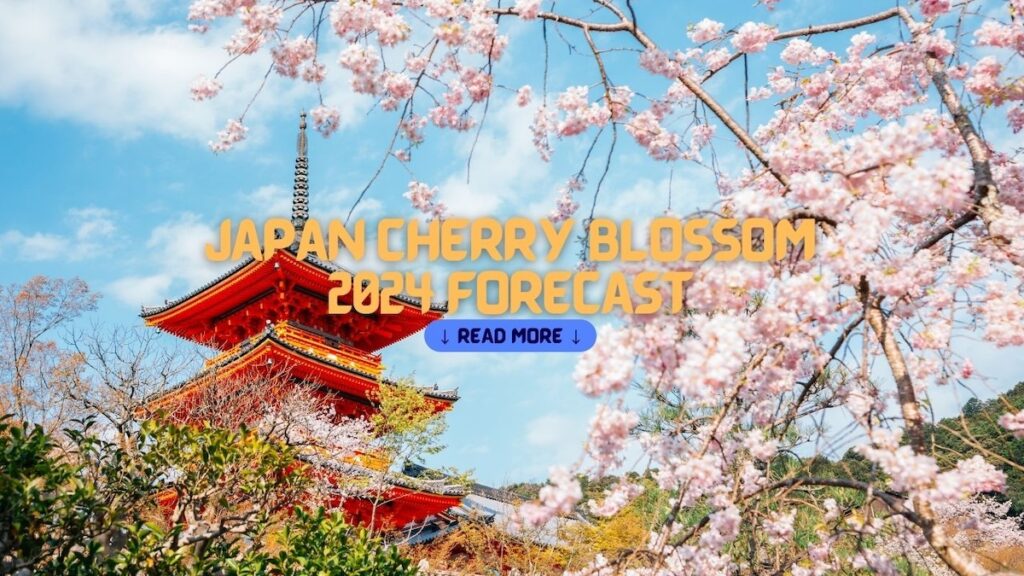 Japan Cherry Blossom 2024 Forecast When And Where To View Cherry   1705315322 Japan Cherry Blossom 2024 Forecast When And Where To View 1024x576 